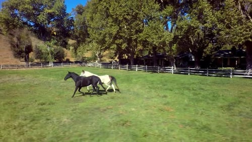 Horses Gallop Across Farm On Sunny Day 6