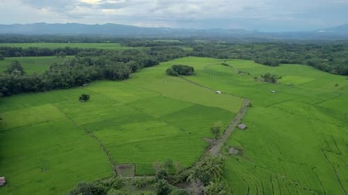 Stunning aerial view of lush green rice fields stretching towards distant mountains.