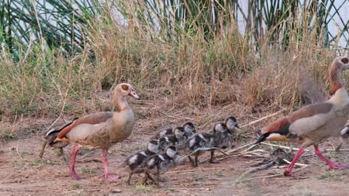 A Family Of Egyptian Geese Walking Near Lakeshore. Tracking Shot