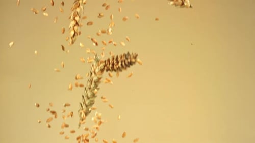 Spikelets with Wheat Grains Fall Down Filmed on a Highspeed Camera at 1000 Fps