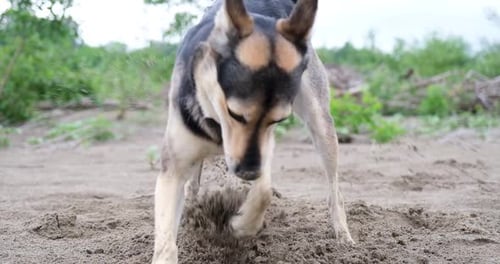 Enthusiastic Dog Digging in the Sand