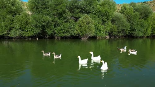Ducks swimming in a lake