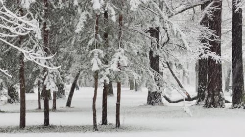 It is Snowing Heavily in the Park Large Flakes of Snow are Slowly Falling on Tree Branches People