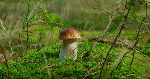 Porcini Mushroom Growing in the Wild Coniferous Forest
