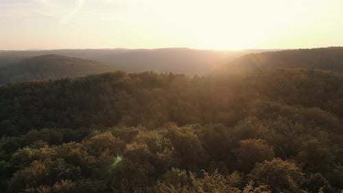 Aerial drone shot along the tall green trees in the forest. In the background the big and orange sun