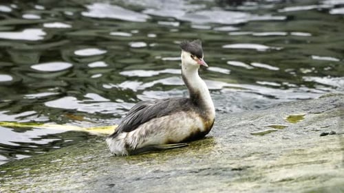 Great Crested Grebe