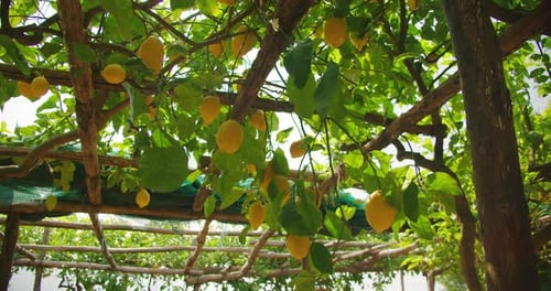 Lemon Orchard Canopy with Ripe Fruit Abundance