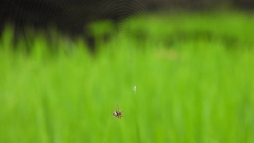 Spider on Web in Nature Environment