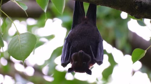 An Australian flying fox hanging upside down from a tree branch amidst lush greenery, chewing fruit