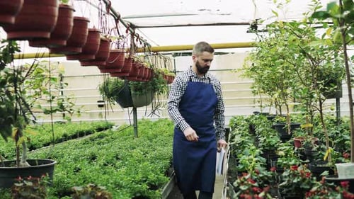 Man Inspecting Plants in a Commercial Greenhouse