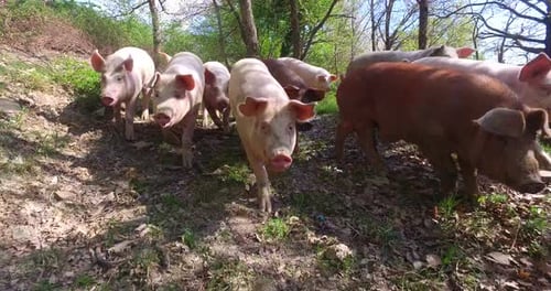 On the farm, group beautiful pigs (pink, brown) were let out for a walk along mountainside, on the
