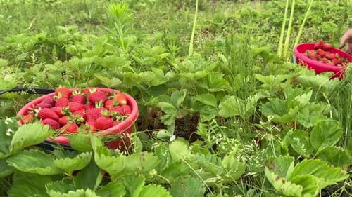 Buckets With Strawberries On The Field. A Man Picks Strawberries And Puts Them In A Bucket.