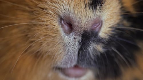 Guinea Pig