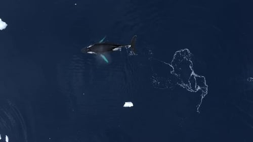Humpback Whale resting close to the surface in Antarctica, Aerial view