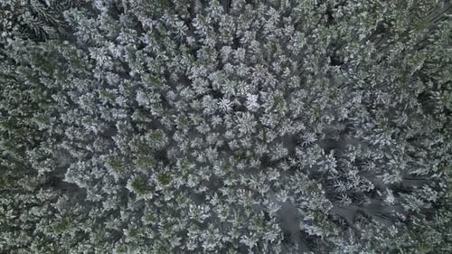 Aerial view of a frozen pine tree forest with snow covered trees in winter. Flight above winter fore