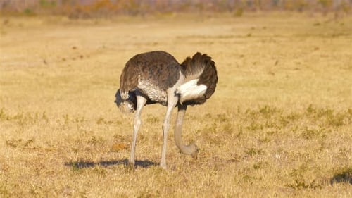 Ostrich female Searching for food, Africa