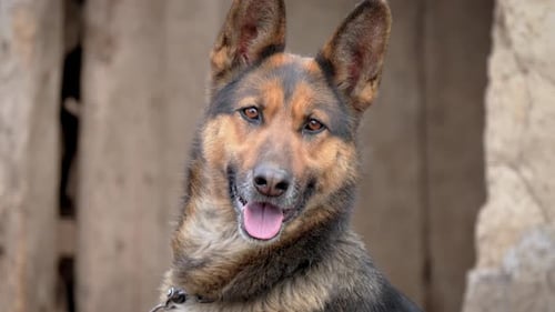 Friendly Kind Dog Looks Into Camera Against Backdrop of Old Wooden Door in Rural Village