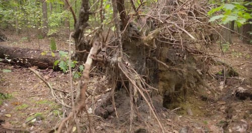 View of the roots of a fallen tree in a forest. Tree fell over with bare roots. Old coniferous tree