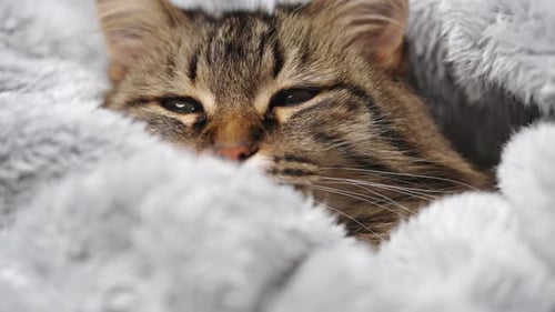 Cute Tabby Cat Lies Wrapped in a Blanket Concept of Adorable Pets