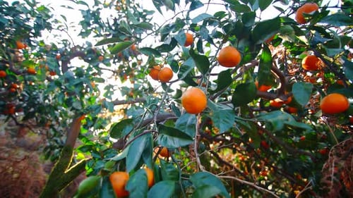 Tangerines on the Branches of a Plantation of Trees in the Garden