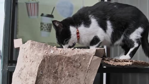 Schwarz-weiße Straßenkatze mit Halsband frisst in Zeitlupe Futter auf der Straße