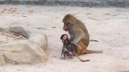 Weiblicher Mandrill Mandrillus Sphinx sitzt mit dem Baby auf dem Boden, sie essen etwas und anderes