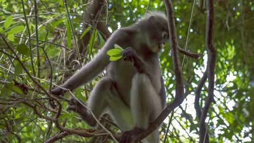 Dunkelblättriger Affe, Langur im Wald, der grüne Blätter frisst, Railay, Krabi, Thailand