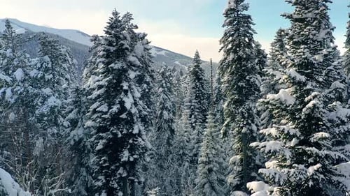 Beautiful snow scene forest in winter. Flying over of pine trees covered with snow.