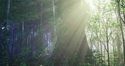 Sunlight Filters Through Trees in a Serene Forest Setting During Morning