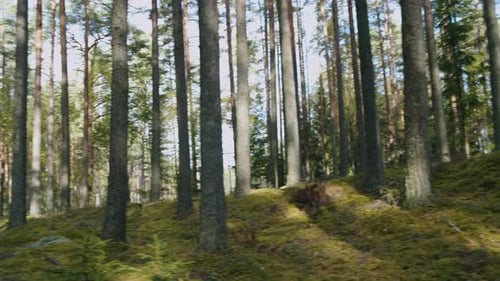 Gliding panning view of pine forest with moss covered ground