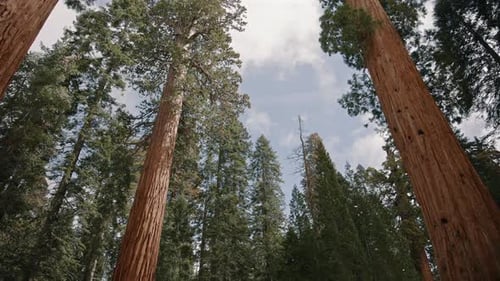 Giant Sequoia Trees and Pine Forest Sequoia National Park California