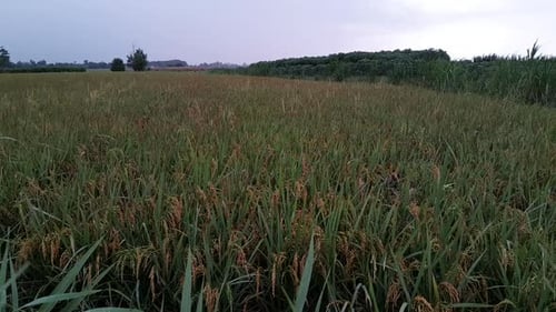Rice plantations ready to harvest 8