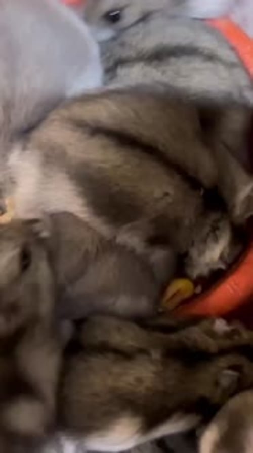 Hamsters Eating Together in a Bowl, Close Up