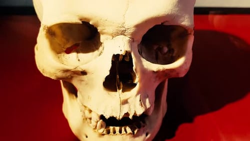 Anatomical Skull Rotating on Red Surface