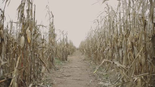 Dirt Path Through a Rural Cornfield During Daytime