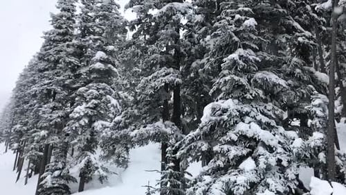 Slow-motion aerial snowfalls while slowly moving down a snow-covered stand of fir trees, Powder Mou