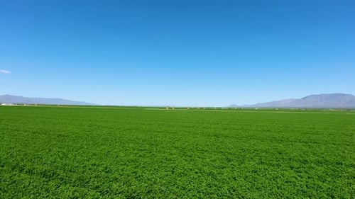 Drone shot flying over a green filed of crops on a farm