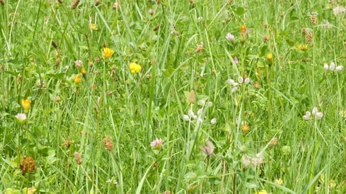 An alpine meadow with many plants and herbs is lit by the sun. The flowers are moving gently in the
