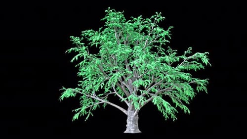 Cork Tree