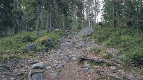 Forest Hike POV Walking
