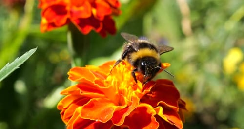 Bumble Bee on Orange Flower in Garden