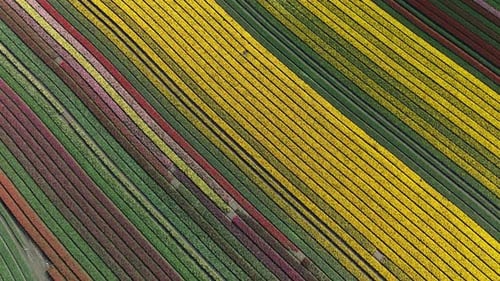 Aerial view of tulip fields, Netherlands.
