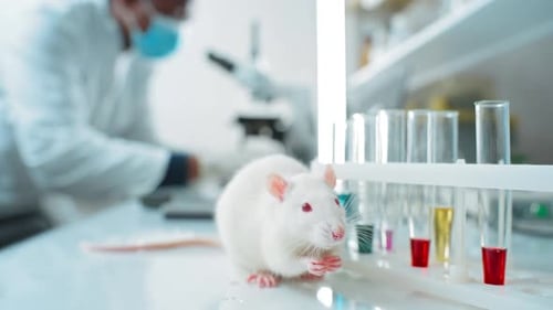 White Rat Eating in Laboratory Setting