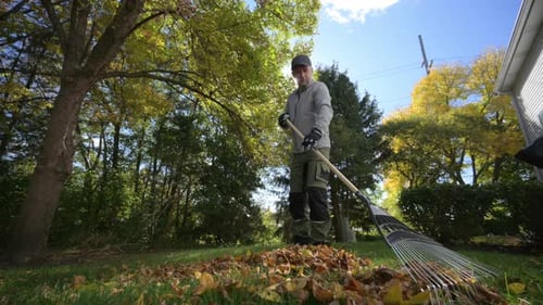 Gardener Gathering Fallen Autumn Leaves Into Pile in a Backyard Seasonal Works in Garden Landscape