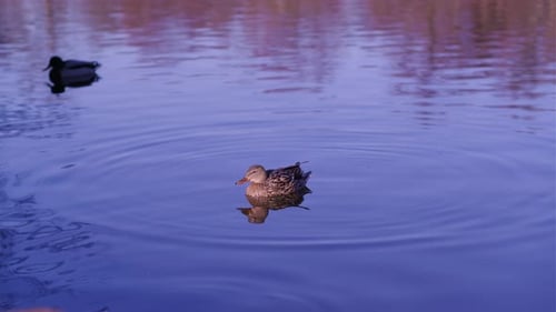 A Group of Ducks Glides Effortlessly Across the Calm Surface of the Lake The Water Reflects the Blue