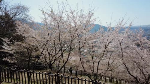 Sakura Cherry Blossom during Springtime in Japan