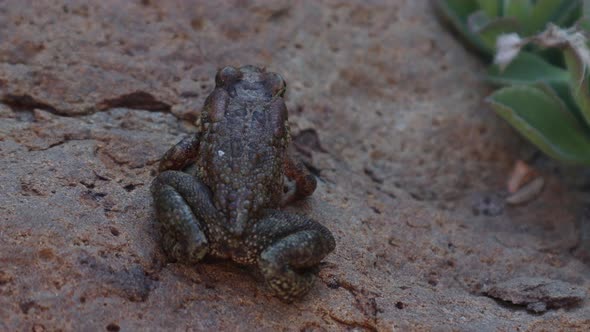 Ranger's toad in the rain forest ready to jump away from the hiding ...