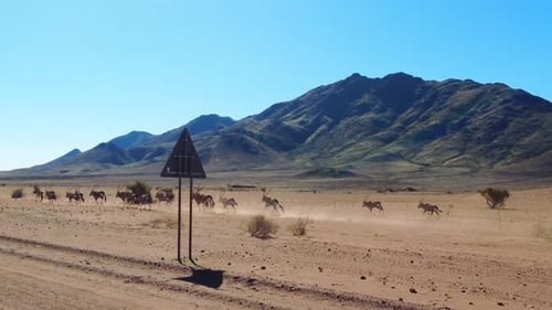 Antelope herd running across desert plain in Naukluft National Park Namibia with mountains wildlife