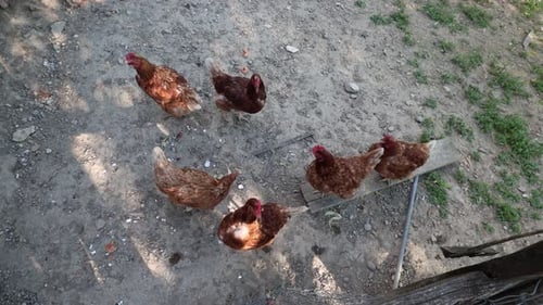 Many red chickens on a summer day in the village