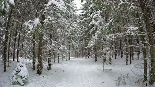 POV shot while walking through white snow covered coniferous forest trees on a cold winter day.